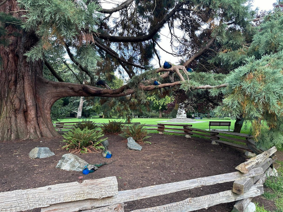 Beacon Hill Park: Victoria’s Beautiful Urban Oasis