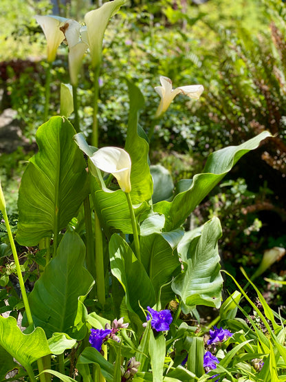 Victoria BC | 4hr Summer Garden Lover’s Private Tour - Olynpix Tours & Transportation