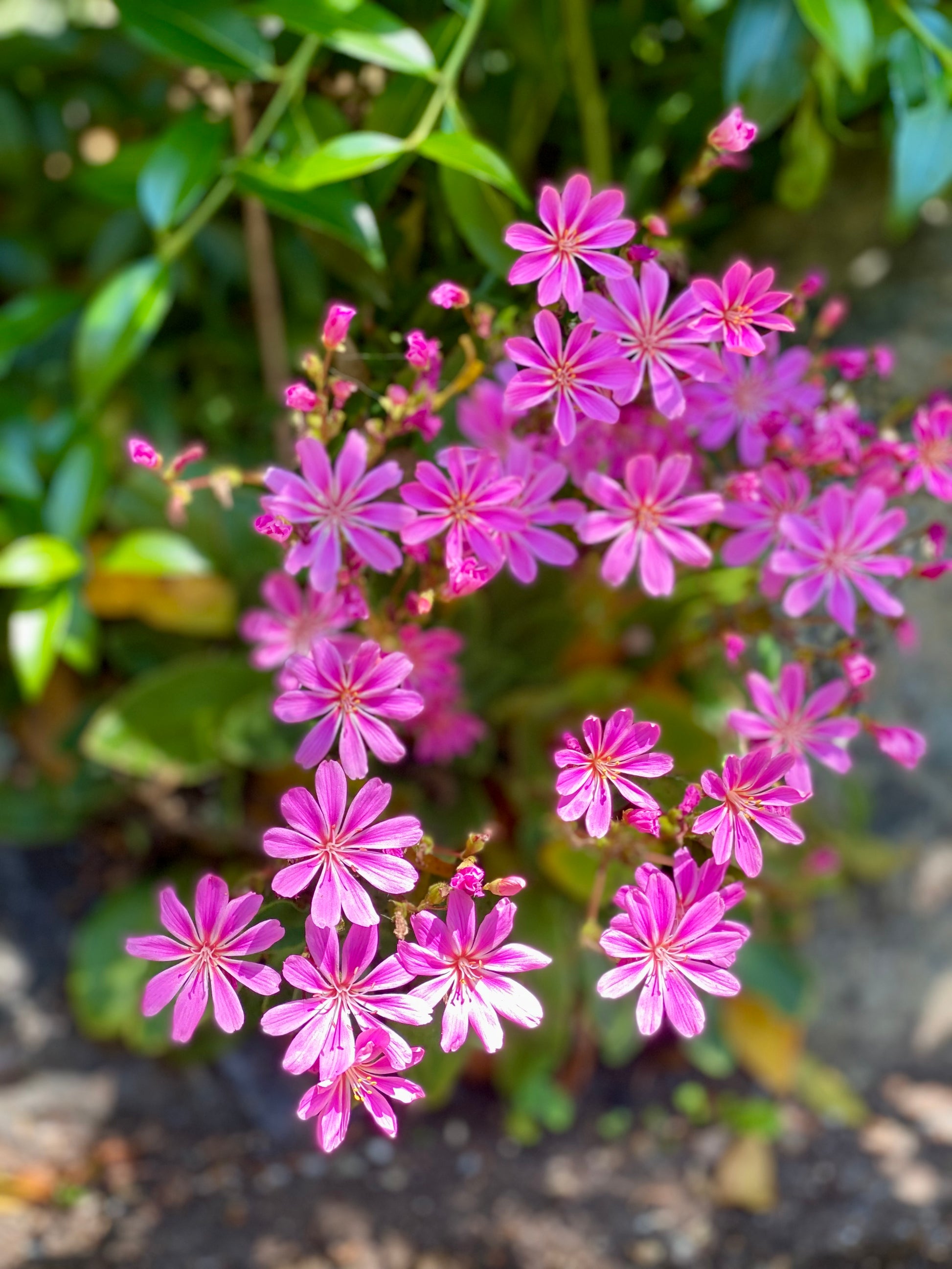 Victoria BC | 4hr Summer Garden Lover’s Private Tour - Olynpix Tours & Transportation