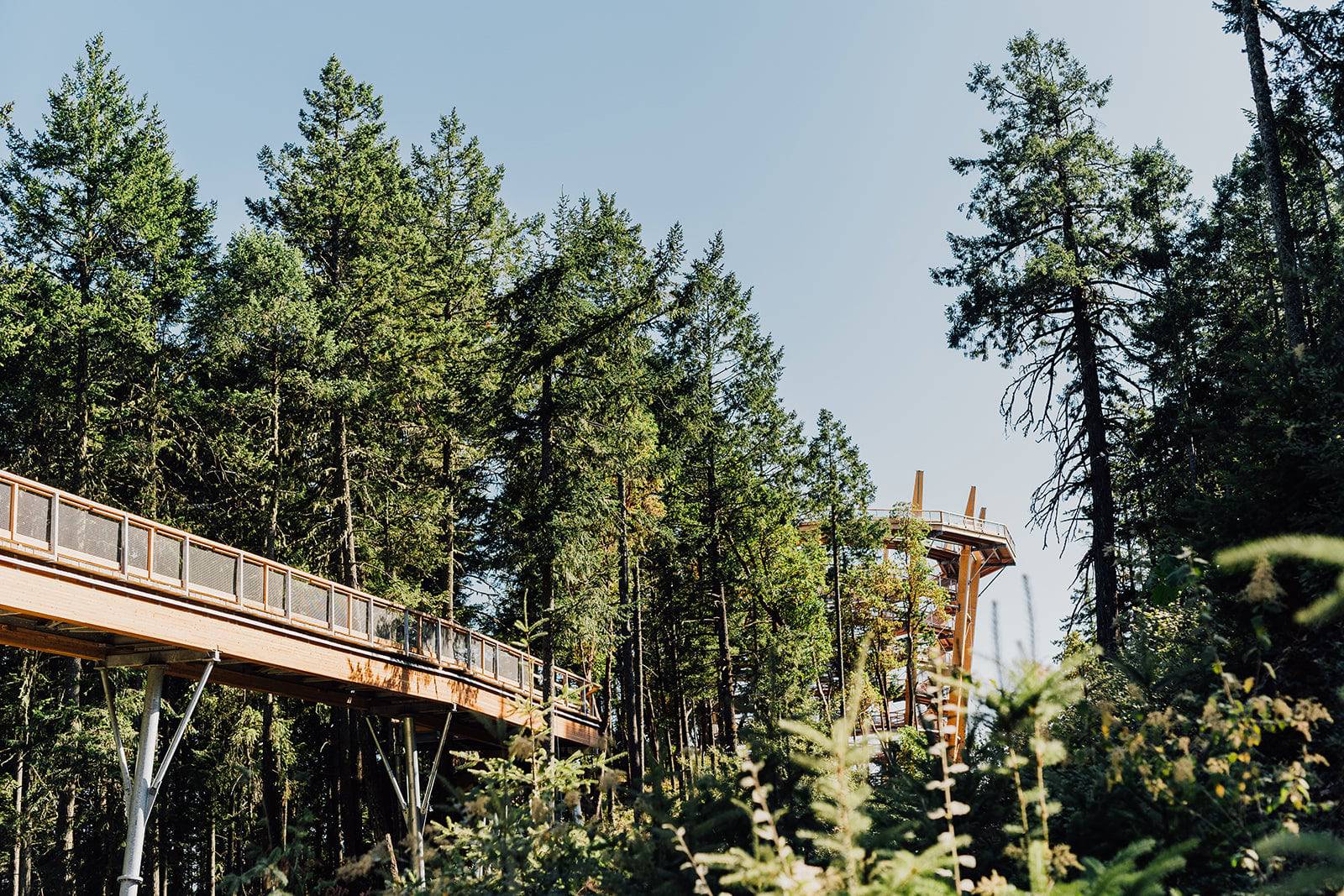 Victoria's Malahat Skywalk & Hatley Castle Private Tour - Olynpix Tours & Transportation